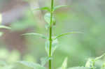 Allegheny monkeyflower